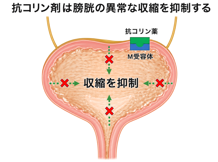過活動膀胱の薬物療法_抗コリン剤