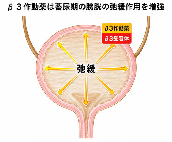 過活動膀胱の薬物療法_β3作動薬